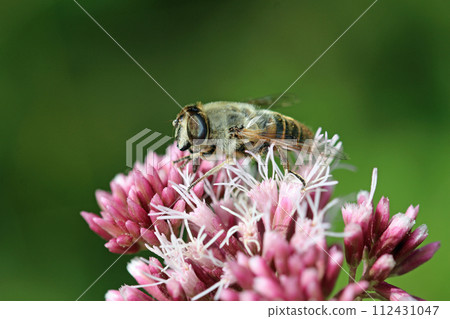 Pink hemp agrimony flowers with a hoverfly in close up Pink hemp agrimony flowers with a hoverfly in close up 112431047