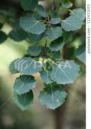 Aspen tree leaves in close up Aspen tree leaves in close up 112431053