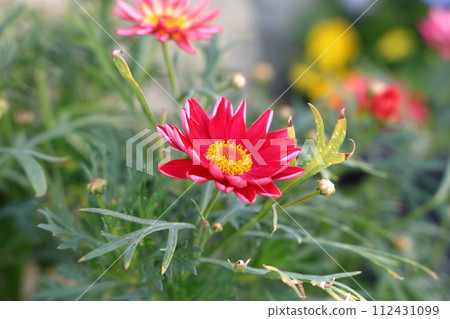 red daisy flower 112431099