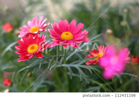 red daisy flower 112431106