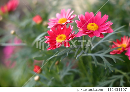 red daisy flower red daisy flower 112431107