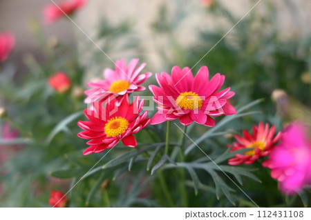 紅色雛菊花 112431108