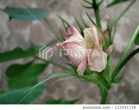 凋謝的棉花花朵由暗紅色退色 112431139