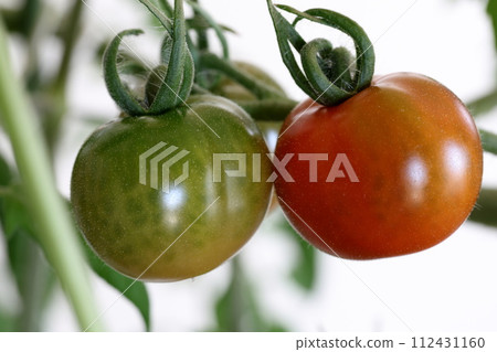 Red cherry tomato kitchen garden living room 112431160