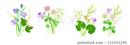Wildflower Composition with Meadow Plants and Flora Vector Set Wildflower Composition with Meadow Plants and Flora Vector Set 112431244
