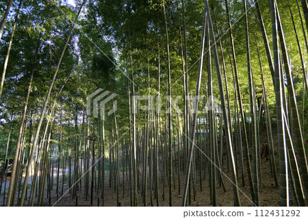 橫濱茅崎公園的竹林 112431292