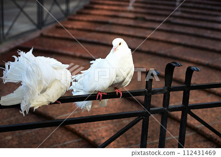 white pigeon on wall old stone. white dove. The symbol of freedom. 112431469