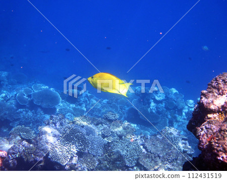 雌性吉蒂瀨魚沿著馬哈海灘的礁石邊緣游泳 112431519