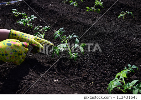 a woman's hands in gloves are transplanting seedlings of cucumbers, tomatoes from a pot into the ground, spring work in the garden, the concept of eco-products 112431643