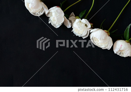 Fresh white peonies on a black, dark background. A condolence card. Wedding date. An invitation to a holiday. Congratulation.An empty space for text. View from above. He was lying flat. 112431716
