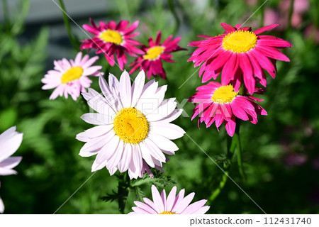 panoramic floral background with place for text. beautiful chamomile flower on a dark background close-up. summer mood in the setting sun. panoramic floral background with place for text. beautiful chamomile flower on a dark background close-up. summer mood in the setting sun. 112431740