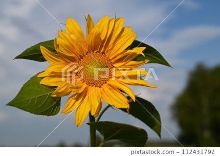 background made of beautiful yellow sunflowers background made of beautiful yellow sunflowers 112431792