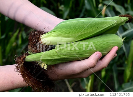 Close-up of green husked ear of corn in field Close-up of green husked ear of corn in field 112431795
