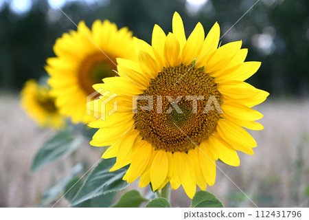 Sunflower flower close-up on the field. Spring-summer concept. Sunflower flower close-up on the field. Spring-summer concept. 112431796