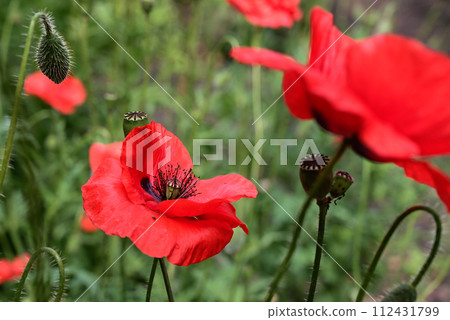 Poppy flower close-up. Spring concept. A gift to a woman. 112431799