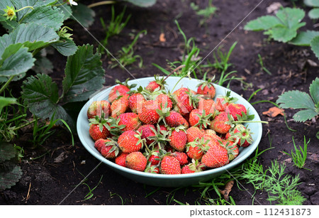Fresh homegrown strawberries in bowl between strawberry bushes. Ripe red berries picked in home garden. Summer fruits vivid colorful background 112431873