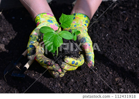 a woman's hands in gloves are transplanting seedlings of cucumbers, tomatoes from a pot into the ground, spring work in the garden, the concept of eco-products a woman's hands in gloves are transplanting seedlings of cucumbers, tomatoes from a pot into the ground, spring work in the garden, the concept of eco-products 112431918
