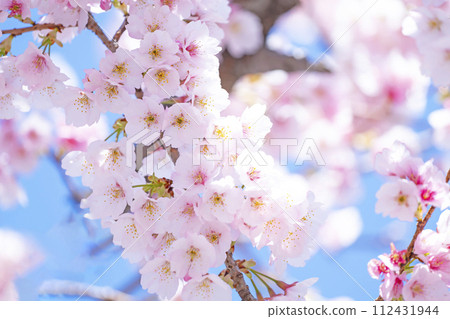 在藍天的櫻花後面 112431944