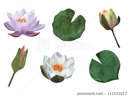 Delicate set of watercolor isolated white purple waterlily bud leaves For stickers Women's day 2024 wedding invitations 2024 postcards spa yoga design 2024 poster tender patterns beauty salon wrapping Delicate set of watercolor isolated white purple waterlily bud leaves For stickers Women's day 2024 wedding invitations 2024 postcards spa yoga design 2024 poster tender patterns beauty salon wrapping 112432017