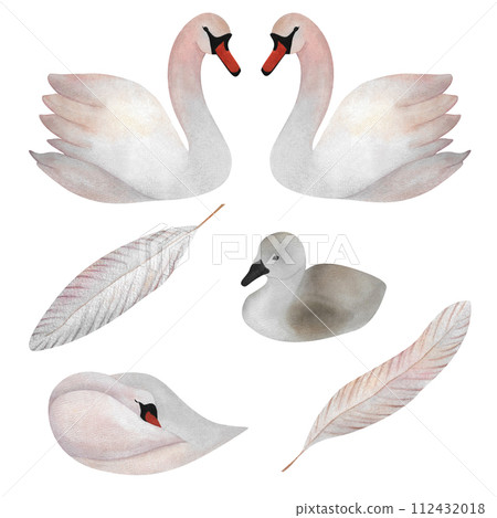 Delicate set of watercolor isolated white swans light pink feathers little swan sleeping bird For stickers baby design wedding invitation 2024 postcard spa design 2024 poster baby decor wrapping paper 112432018