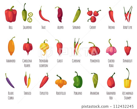 Pepper varieties. Hot spicy, sweet, mild tastes, vegetables cultivars, cayenne, tabasco, chili, bell, cooking ingredients, cards with text, tidy vector cartoon flat style isolated set Pepper varieties. Hot spicy, sweet, mild tastes, vegetables cultivars, cayenne, tabasco, chili, bell, cooking ingredients, cards with text, tidy vector cartoon flat style isolated set 112432245