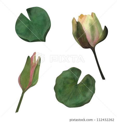 Delicate set of watercolor isolated waterlily bud leaves Botanical stickers Flower Women's day 2024 wedding invitations 2024 postcards spa yoga design 2024 poster beauty salon wrapping paper wallpaper 112432262