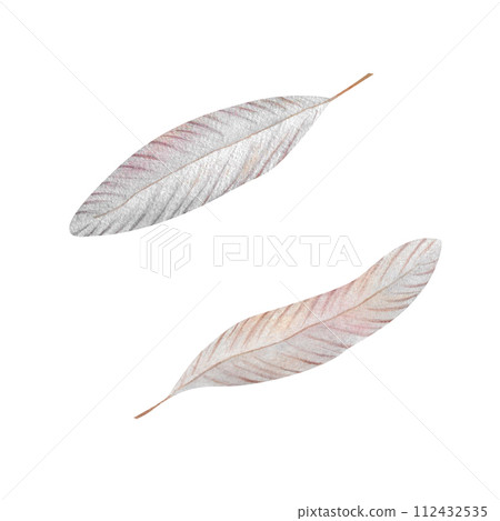 Watercolor swan pink grey feather Hand painted isolated bird quill for wedding invitations, newborn design, baby decor 2024, posters, patterns, postcards, logos Swan plume Part of bird wing Watercolor swan pink grey feather Hand painted isolated bird quill for wedding invitations, newborn design, baby decor 2024, posters, patterns, postcards, logos Swan plume Part of bird wing 112432535