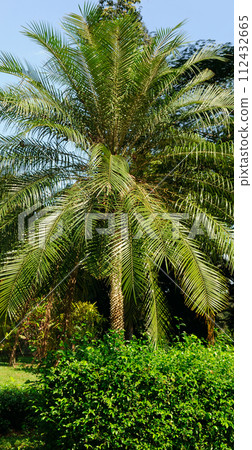 Palm tree with lush leaves and sky. Vertical photo Palm tree with lush leaves and sky. Vertical photo 112432665