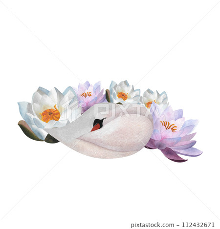 Watercolor sleeping white swan with waterlilies Isolated graceful Cute young bird hand drawn illustration for baby decor 2024 clothes, wedding invitations, posters,postcards,logos greeting cards Avian 112432671