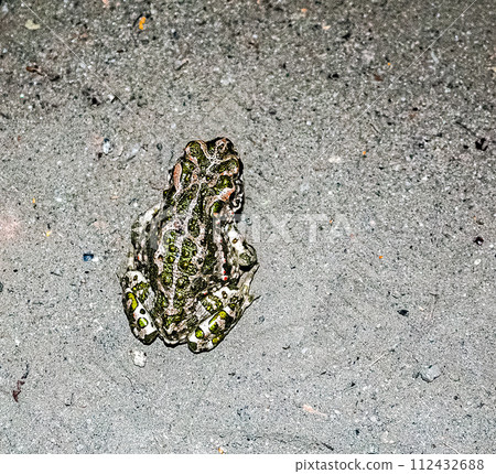 European green toad. Bufotes viridis. An amphibian sits on the asphalt. European green toad. Bufotes viridis. An amphibian sits on the asphalt. 112432688