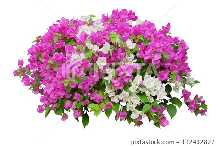 Pink and white Bougainvillea flower isolated on white background 112432822