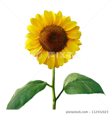 Sunflower isolated on white background 112432823