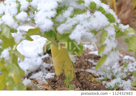 Radish field with snow 112432983