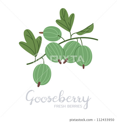 Ripe gooseberry. Hand drawn juicy edible fresh berries, gooseberries with caption, flat vector illustration. Delicious berries on white 112433950