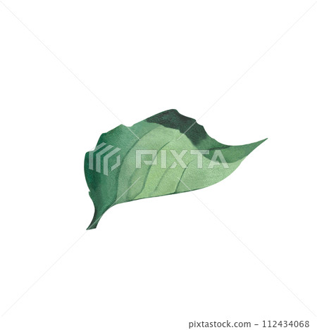 Watercolor natural green leaf Summer foliage Greenery isolated Verdant Watercolor Hand drawn botanical illustration for postcard logo pattern Watercolor natural green leaf Summer foliage Greenery isolated Verdant Watercolor Hand drawn botanical illustration for postcard logo pattern 112434068