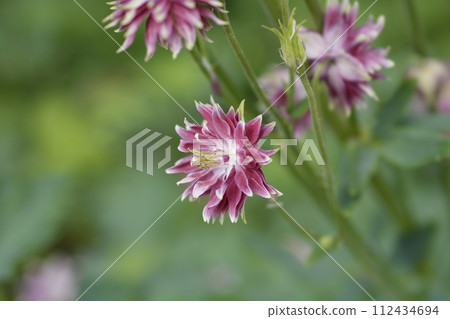 Columbine Nora Barlow 112434694