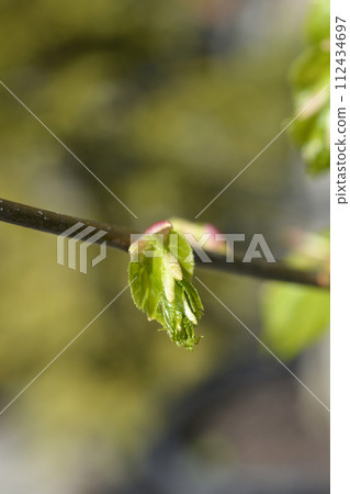 Small-leaved lime Small-leaved lime 112434697