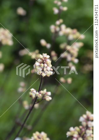 Prince of Silver Coral Bells Prince of Silver Coral Bells 112434711
