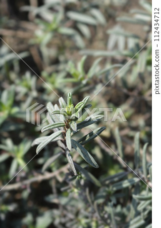 Rockrose Red Orient 112434712