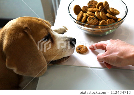 Alone in the kitchen, a hungry beagle dog tries to reach for the cookies left by the owner. 112434713
