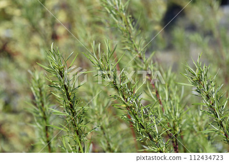 Rosemary-leaved willow 112434723
