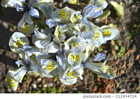 Iris Katherine Hodgkin 112434724