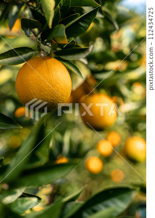 View of the Orange Garden, summer background. Farming content. A picturesque day and a gorgeous scene. Wonderful wallpaper image. Discover the beauty of the world 112434725