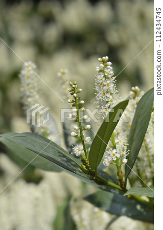 Laurel cherry 112434745