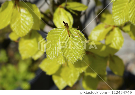 Beech Dawyck Gold 112434749