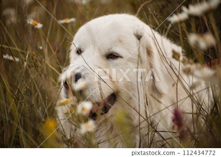 Daisies white dog Maremma Sheepdog in a wreath of daisies sits on a green lawn with wild flowers daisies, walks a pet. Cute photo with a dog in a wreath of daisies. Daisies white dog Maremma Sheepdog in a wreath of daisies sits on a green lawn with wild flowers daisies, walks a pet. Cute photo with a dog in a wreath of daisies. 112434772
