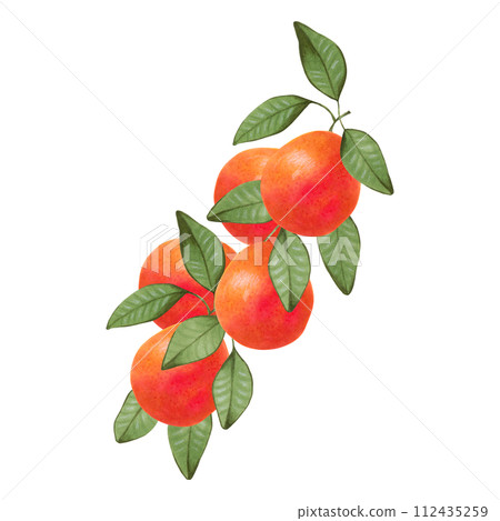 Citrus grapefruit on branches.Sketch of whole fruit with leaves.Illustration with watercolor and markers.Hand drawn isolated art. Botanical healthy food. Design for food packaging, juices, menu. 112435259