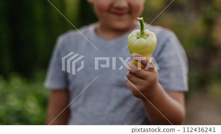 Close up of hands holding green pepper. Caring for vegetable garden and growing, planting spring vegetables. 112436241