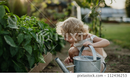 Little girl squatting by raised garden bed, holding metal watering can. Caring for vegetable garden and growing, planting spring vegetables. Little girl squatting by raised garden bed, holding metal watering can. Caring for vegetable garden and growing, planting spring vegetables. 112436253