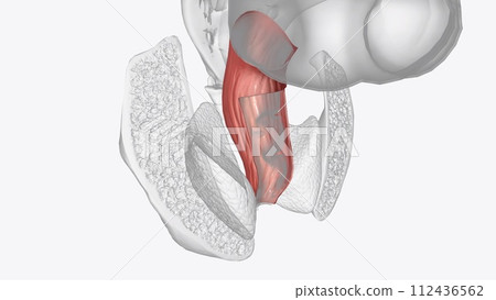The serosa is the outer layer of the colon 112436562